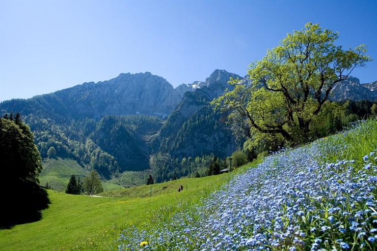 Aschinger Alm Ebbs Umgebung