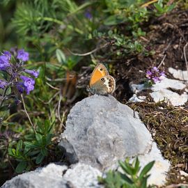 koasamarsch_ebbs_2018_hoehenweg (332)